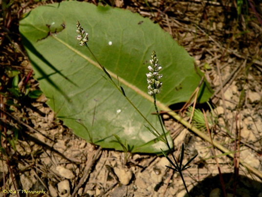 {Polygala verticillata}
